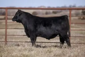 375-720x480