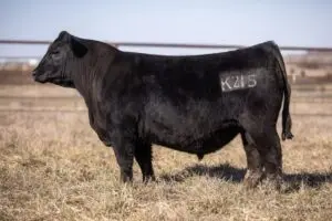 K215-720x480